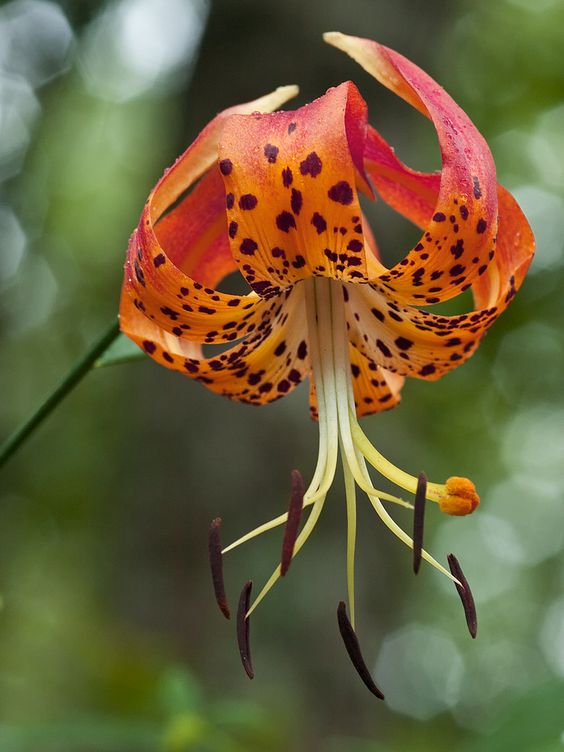 🔥The unique charm in the garden: 🌼Spotted lilies💐🌿