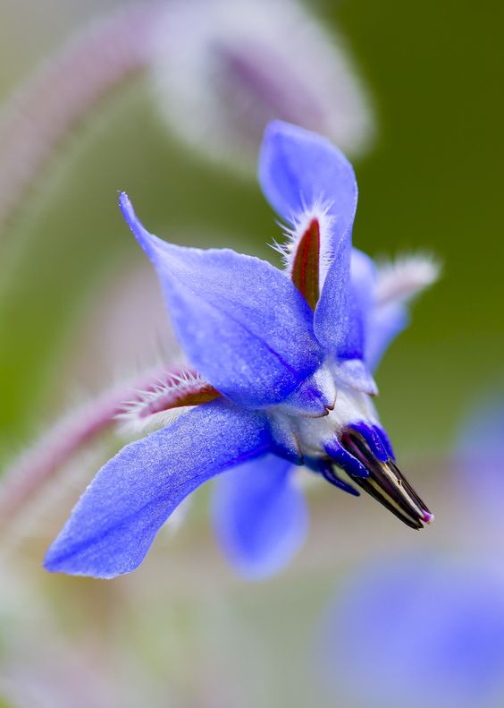 Borage Seeds🌸🎉50 Discount🎉