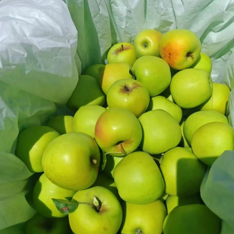 🍎Apple Seeds -Organic, nutritious and delicious