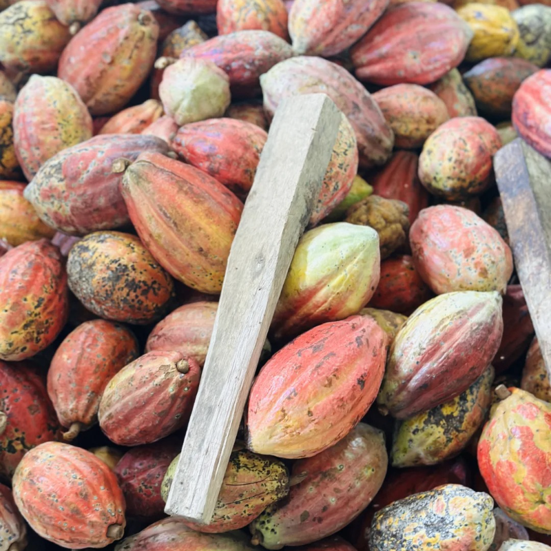 🌱Cocoa fruit seeds - Antioxidant and promote cardiovascular and cerebrovascular health