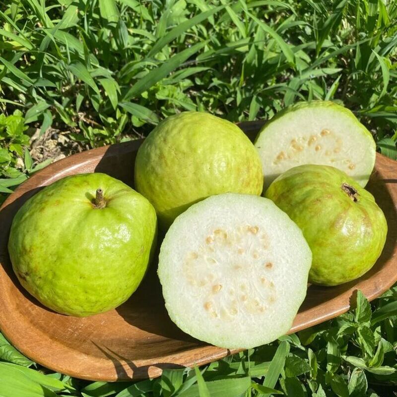 🔥Hot Sale🍏Bonsai Guava Seeds
