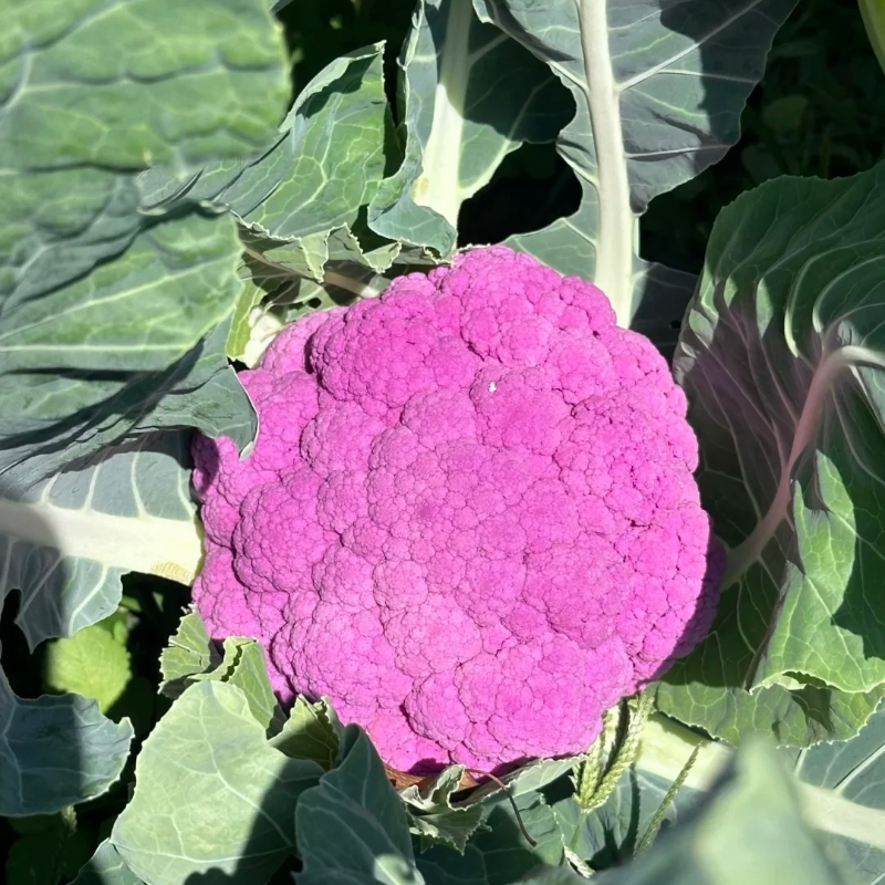 🌱Broccoli Seed - health benefits, ease of growing, and sustainability♻️