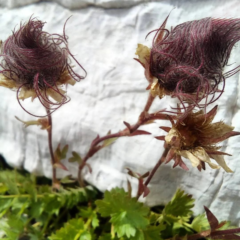 🌸 Prairie Smoke Flower Seeds – Whimsical Beauty from the Wild 🌾