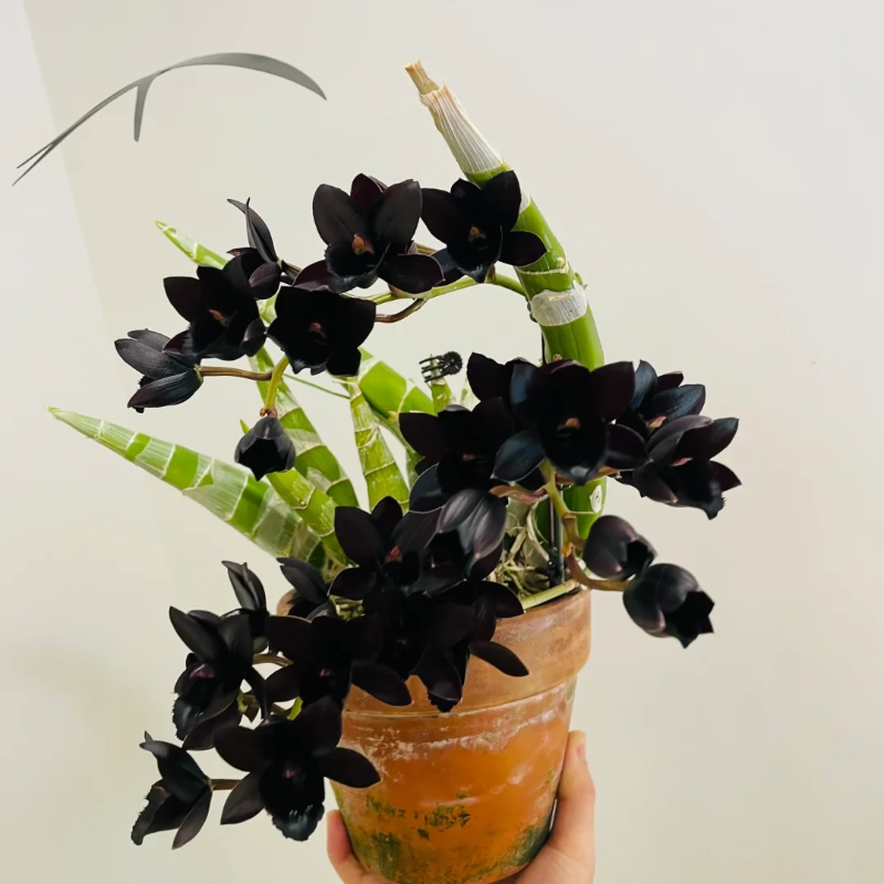 🌸 Fairy Orchid Seeds (Dendrobium Species) – Bring Grace & Tranquility into Your Home Garden 🌸