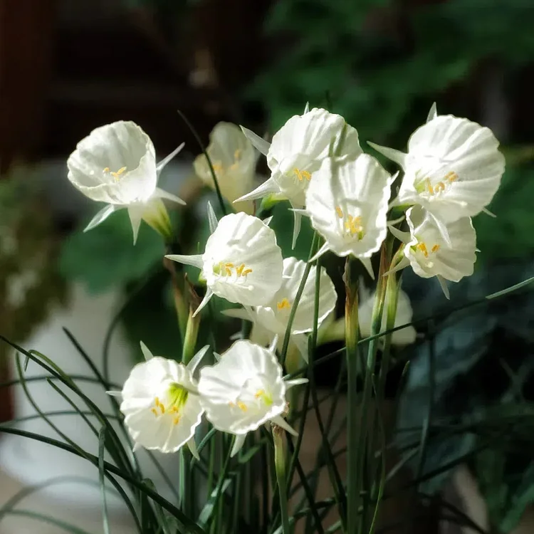 Narcissus bulbocodium Golden Bells