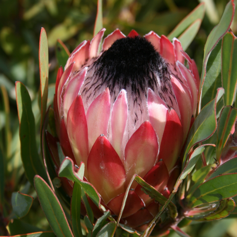King Protea Flower Seeds 🌸 – Rare Blooms of Strength 💪, Beauty 🌺, and Grace 🌿