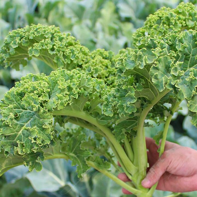Ornamental Kale Cut Flower Collection Seed