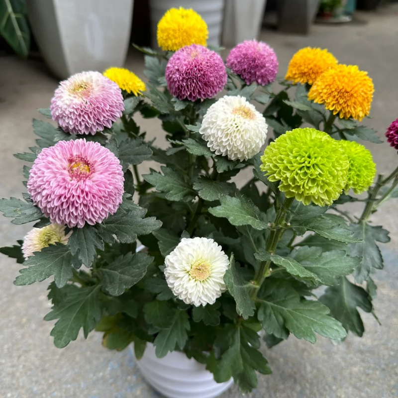 Colorful ping pong chrysanthemum seeds