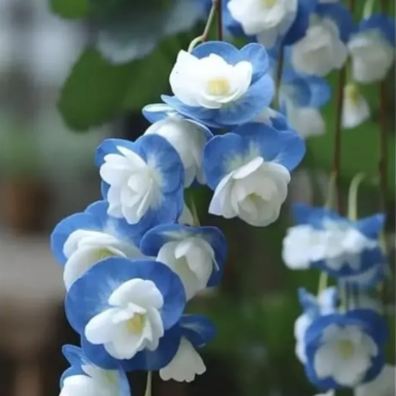 🌸 Weeping Begonia Seeds🌱 for Years of Blooms 🌞 Low-Care + Cheerful Colors 🌈