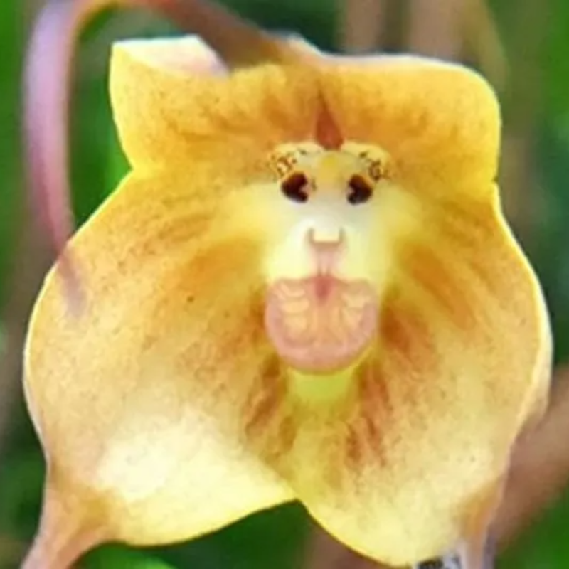 Whimsical Monkey - Faced Orchid Seeds 🌱: Easy Grow for Seniors, Add Exotic Charm to Your Garden 😉🌸