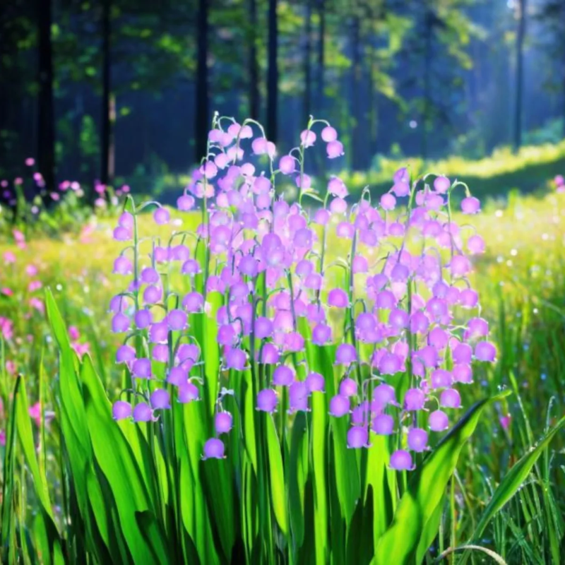 🔔Colorful lily of the valley🌸enchanting plant