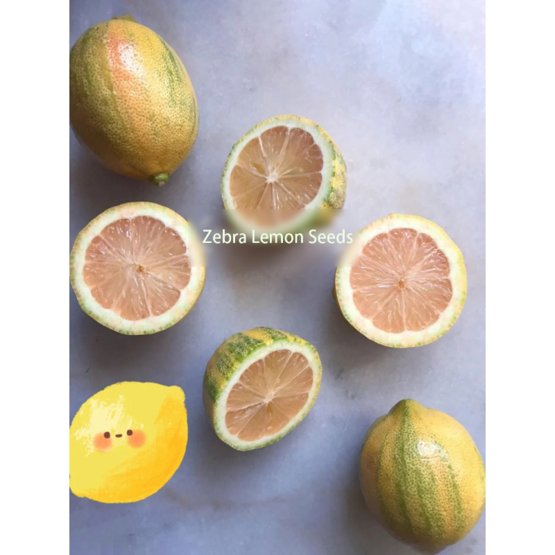 🍋Zebra Lemon Seeds –Easy to sprout, grow, and taste🌿  