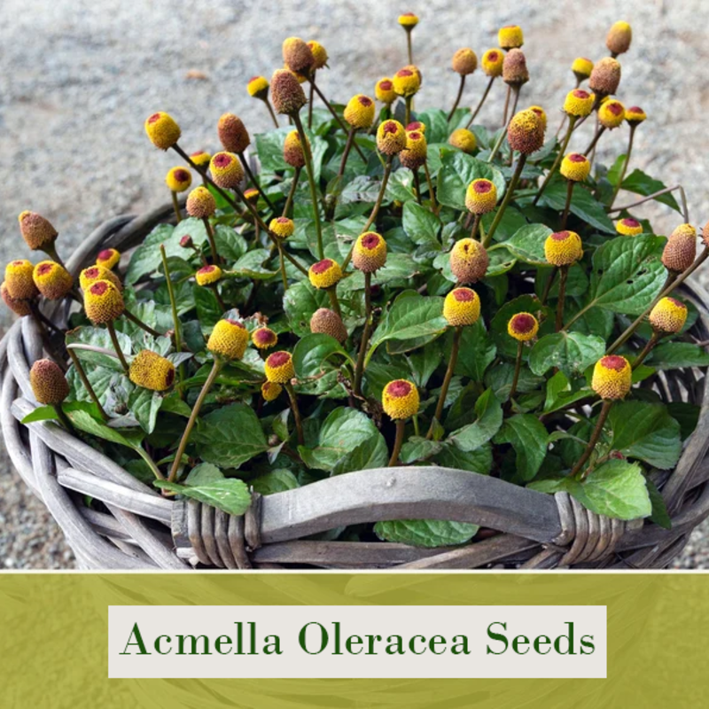 Grow Nature’s Multitasker 🌿💊🌟 – Acmella Oleracea Seeds🌱 Easy to Cultivate, Edible, Medicinal
