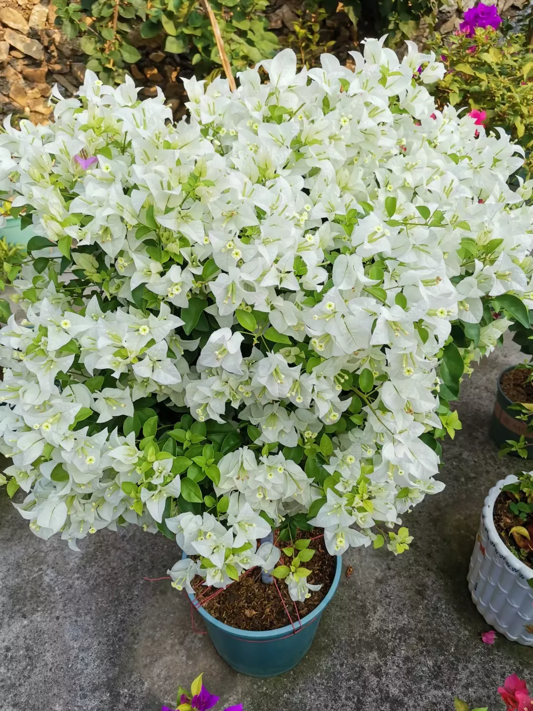 🪴💐Gartenpracht: Bunte Bougainvillea-Samen🌿