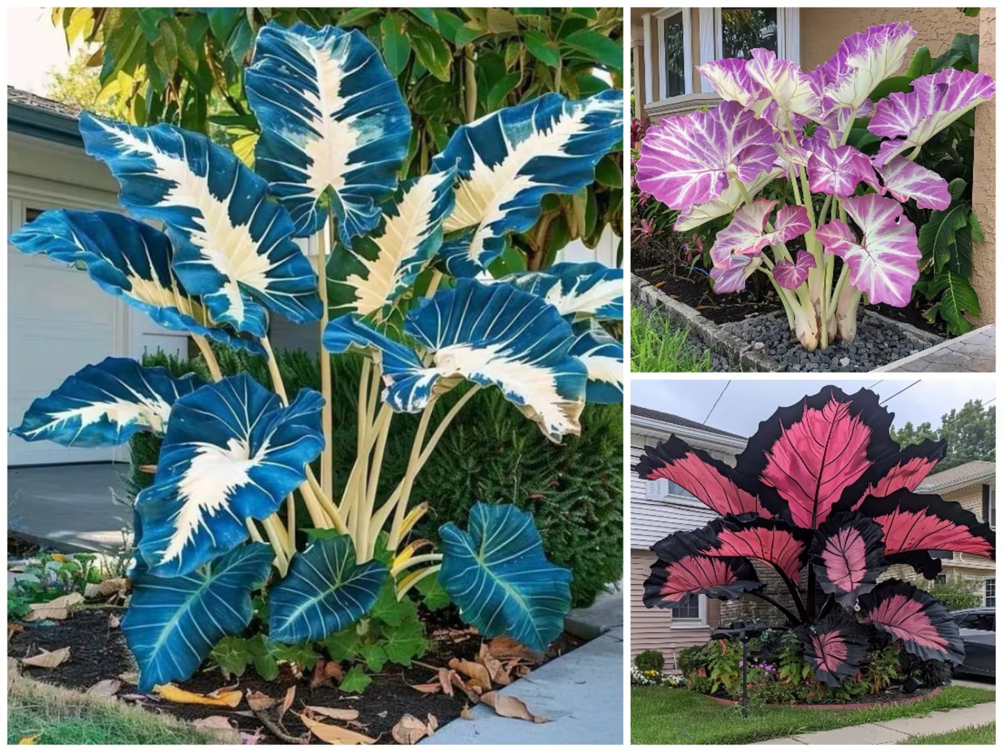 [Rare plants]🌿Giant Caladium Seeds