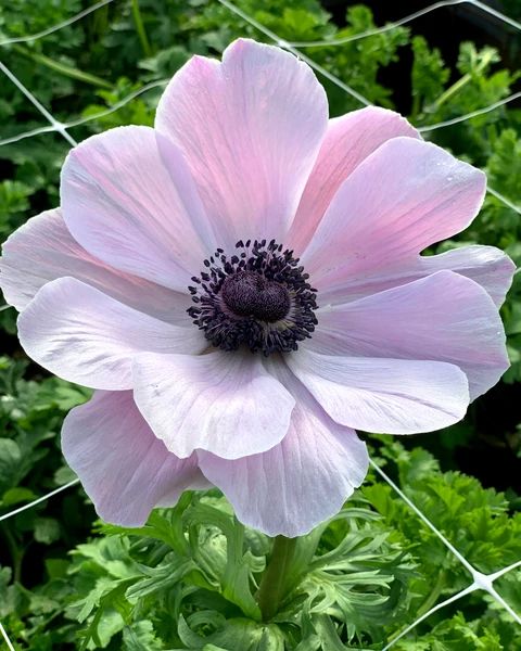 🌟 Embrace Elegance: Anemone, the Epitome of Grace for Your Garden Oasis! 🌸✨