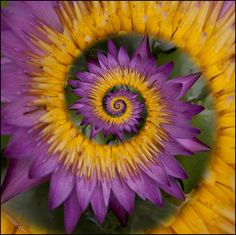 ✨🌼Schöne und farbenfrohe Spiralchrysantheme🦋