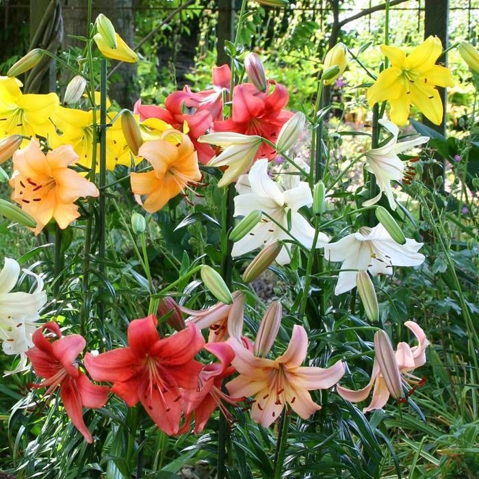 Lily Bulbs