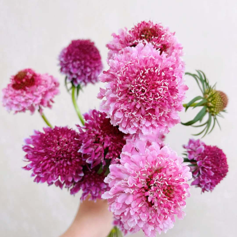 Cottage Garden Magic Begins with a Seed 🌷 | Plant Scabiosa Today