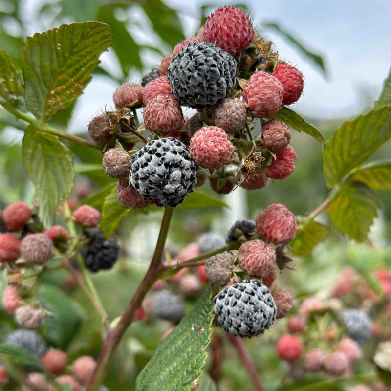 Organic Raspberry Seeds - Premium Quality for Bountiful Harvests❤️