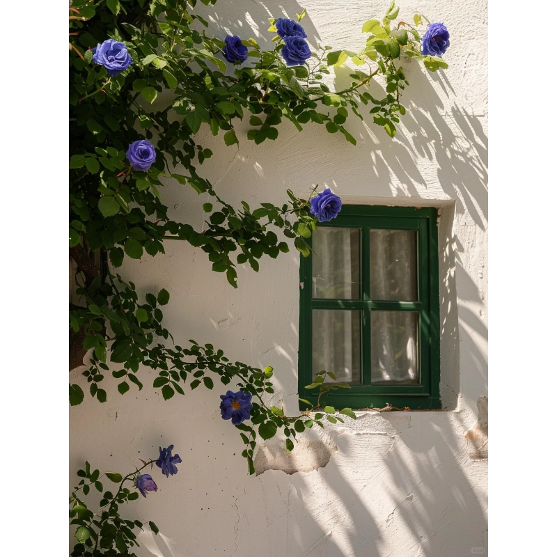 🌹Climbing the Wall Rose-Bring Elegance to Your Garden 