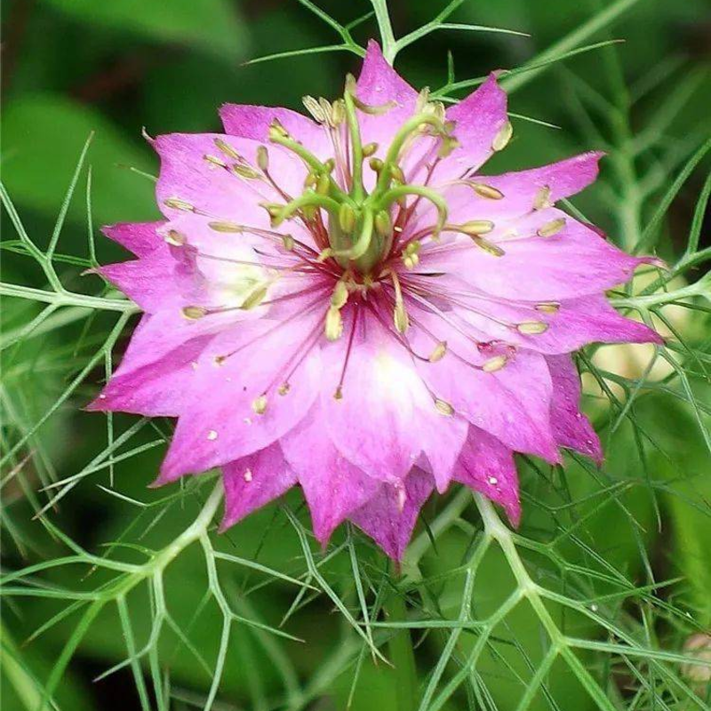 🌿 Nigella Flower Seeds – Love-in-a-Mist | Elegant Heirloom Blooms for Your Garden 🌸
