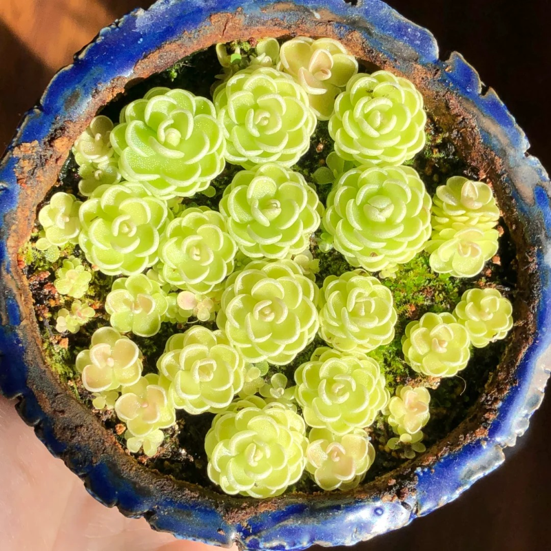 🌸 Butterwort Seeds – Nature’s Gentle Little Helper 🪴✨