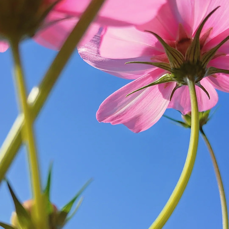🌸 Heirloom Candy Stripe Cosmos – Bring Back the Joy of Cottage Gardens 🏡🌼