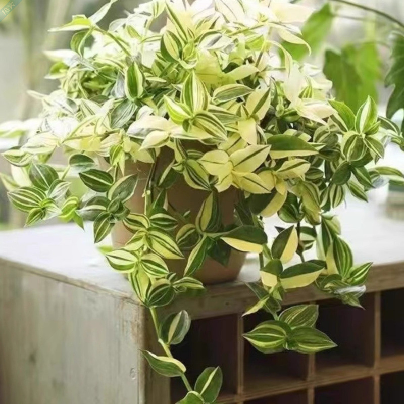 🍃 Green White Jade Chlorophytum Comosum - Air Purification And Easy Maintenance