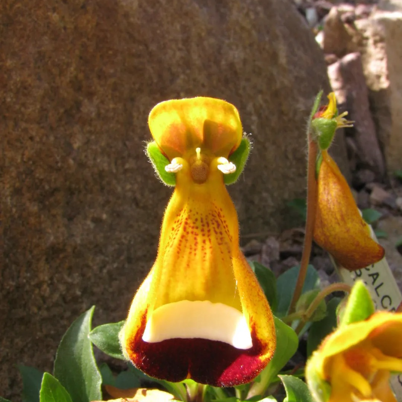 🌼 Whimsical Wonders — Unusual Flower Seeds to Delight Your Garden and Heart