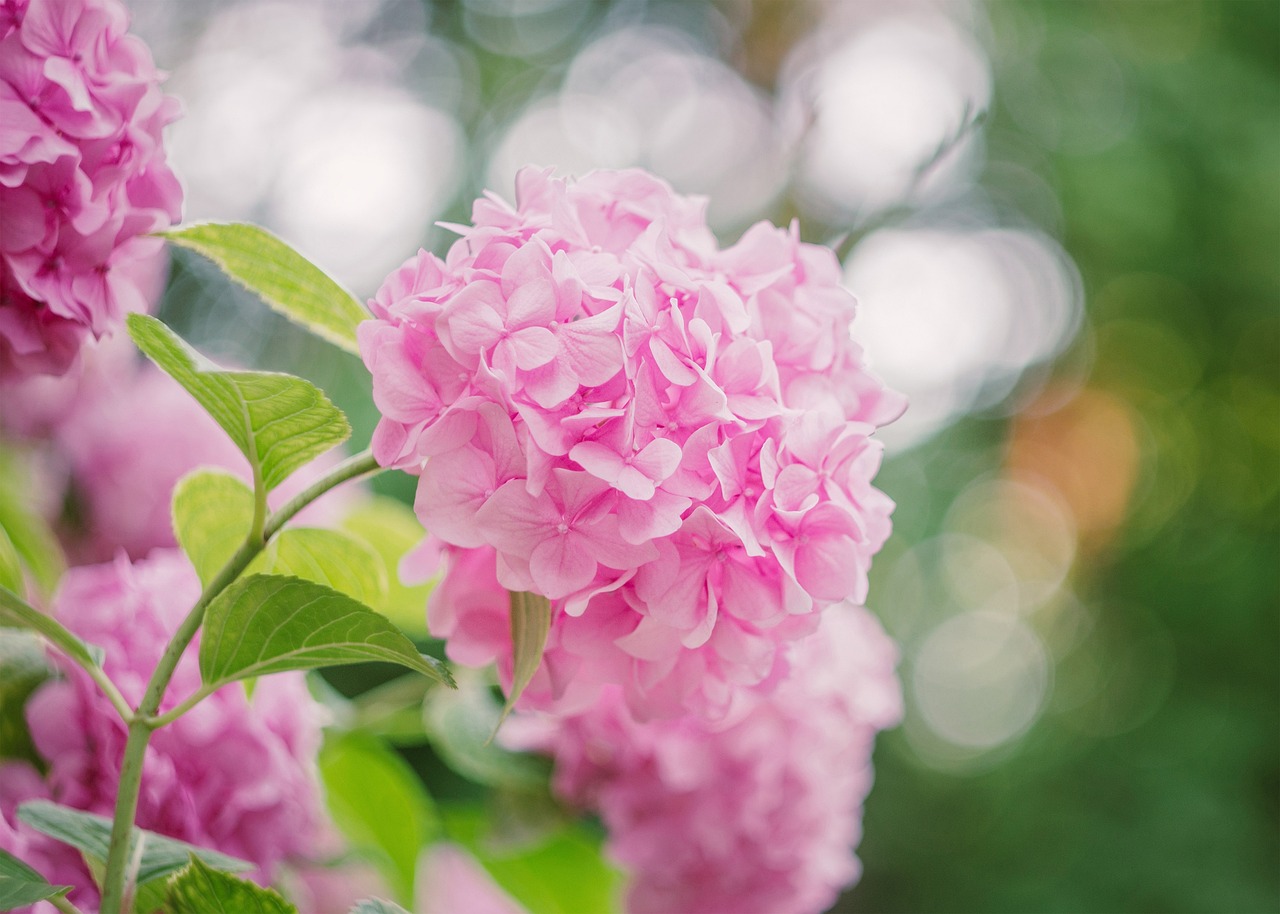 🏵️Pink Hydrangea🎊50%OFF