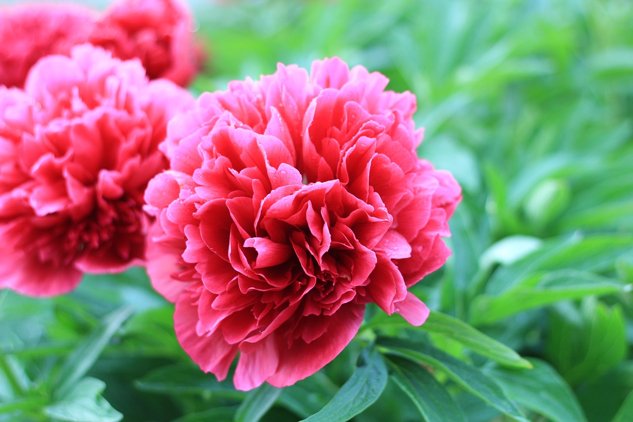 🏵️🌱Six-color peony flower