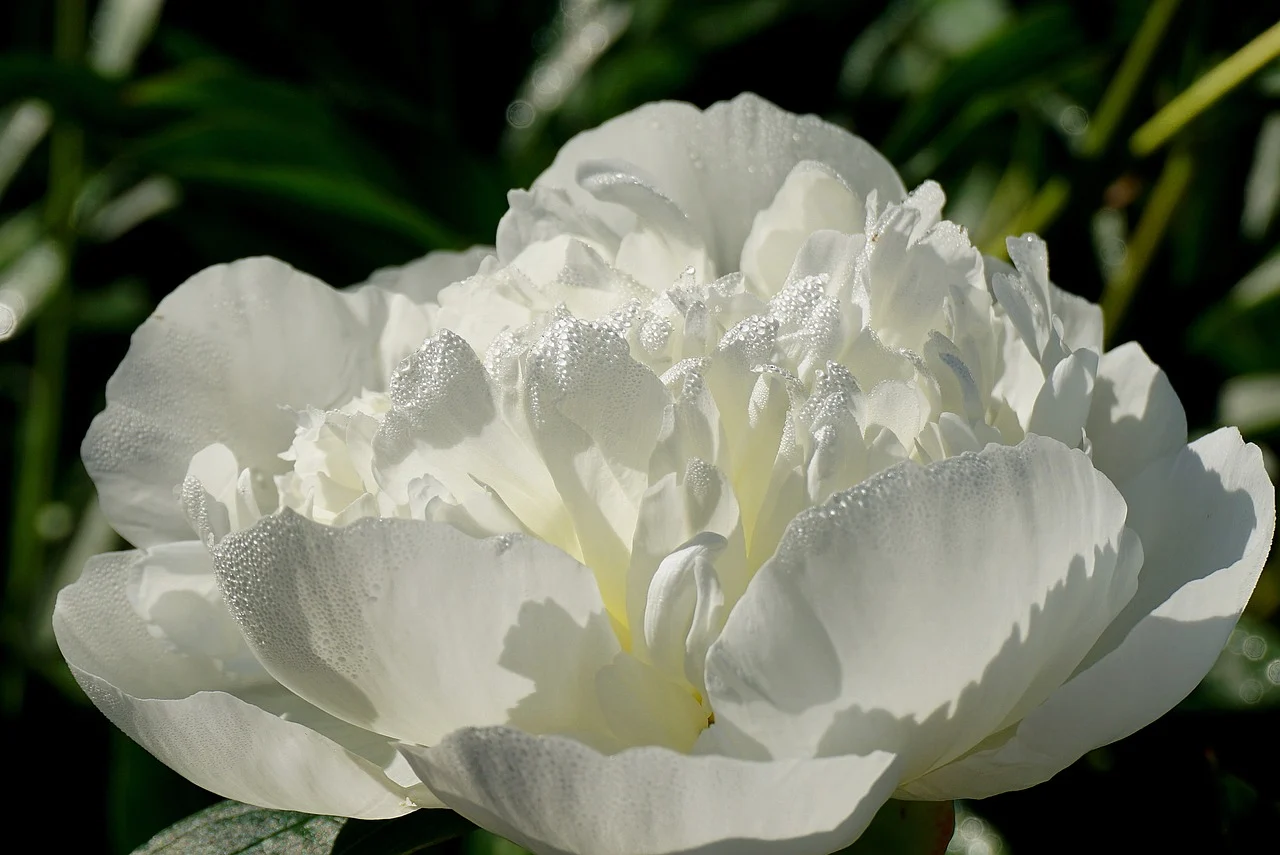 🏵️🌱Six-color peony flower