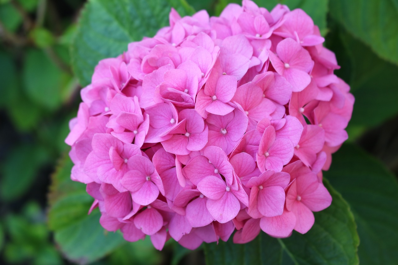 🏵️Pink Hydrangea🎊50%OFF
