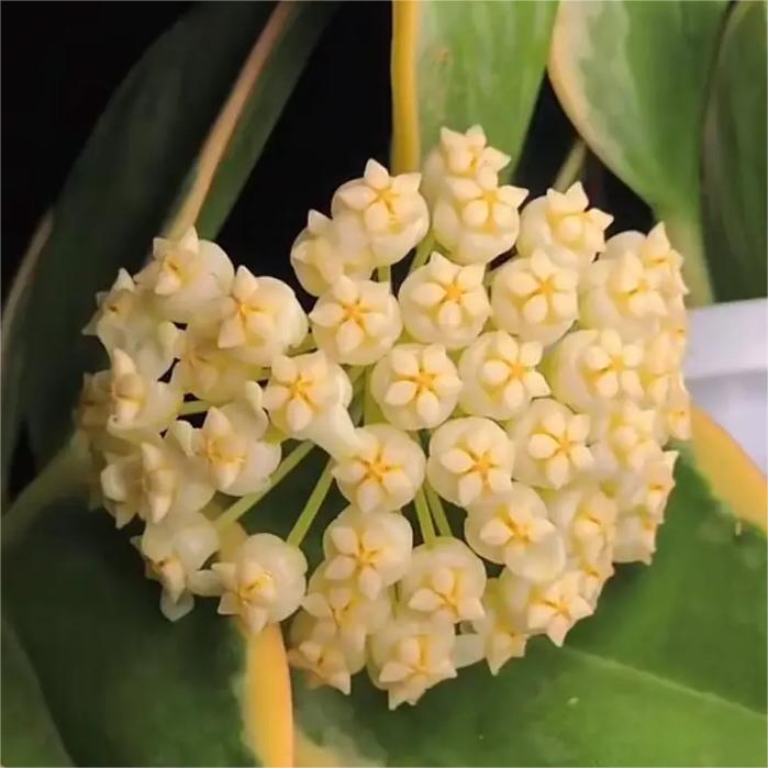 Hoya Seeds - Stars falling from the sky✨