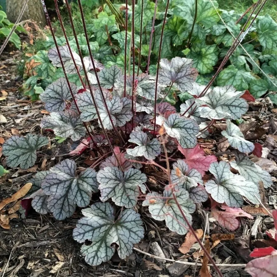 🌿🍁Heuchera Seeds– Elegant Color, All Year Long | Thrives in shade, softens any space | Brings quiet beauty to your garden. ✨