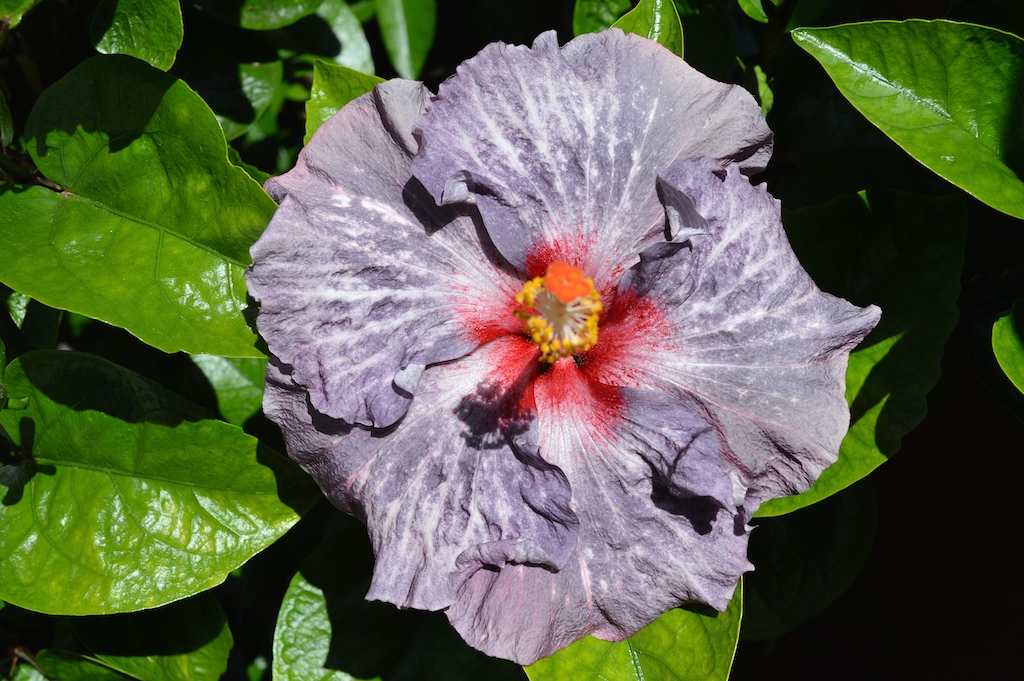 The brightener of the garden: Hibiscus seeds
