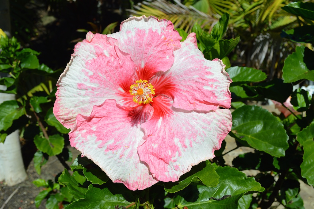 The brightener of the garden: Hibiscus seeds