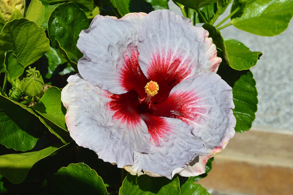 The brightener of the garden: Hibiscus seeds