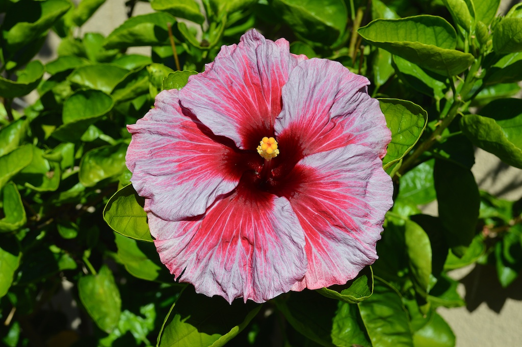 The brightener of the garden: Hibiscus seeds