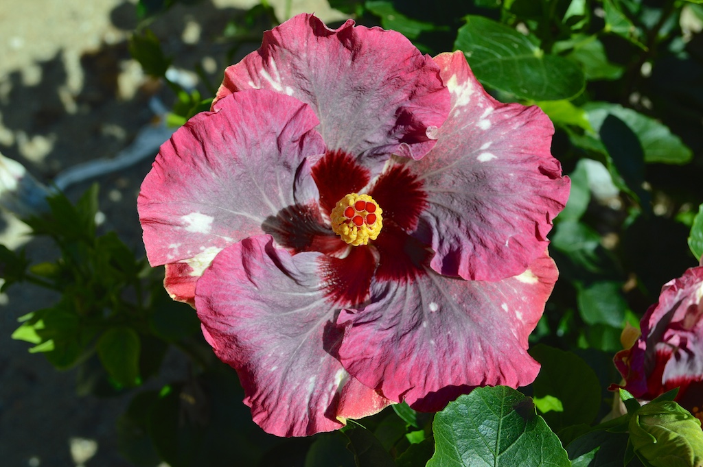 The brightener of the garden: Hibiscus seeds