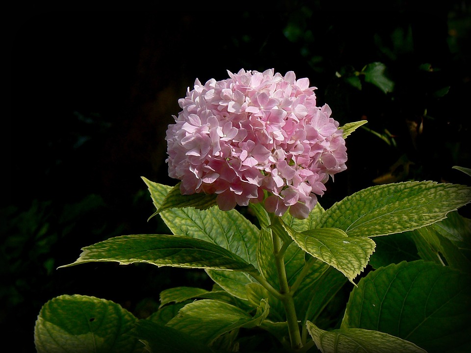 🏵️Pink Hydrangea🎊50%OFF