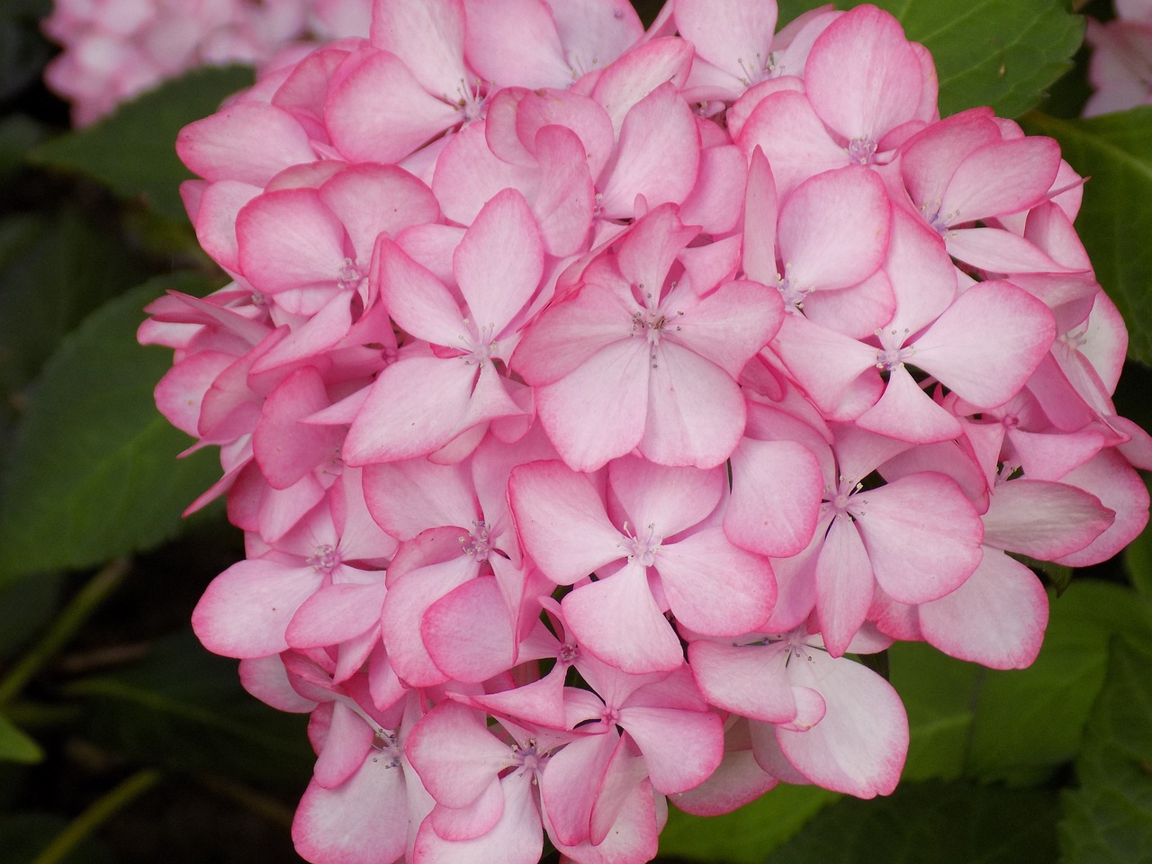🏵️Pink Hydrangea🎊50%OFF