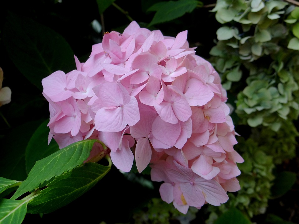 🏵️Pink Hydrangea🎊50%OFF