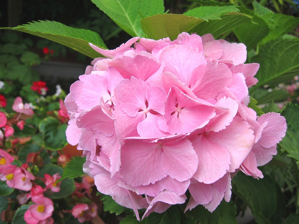 🏵️Pink Hydrangea🎊50%OFF