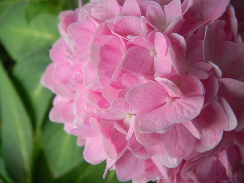 🏵️Pink Hydrangea🎊50%OFF