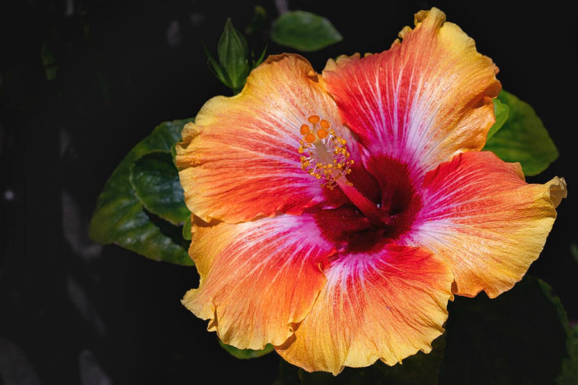 🎈🎉Perfect Dessert Hibiscus👏30%Discount！！