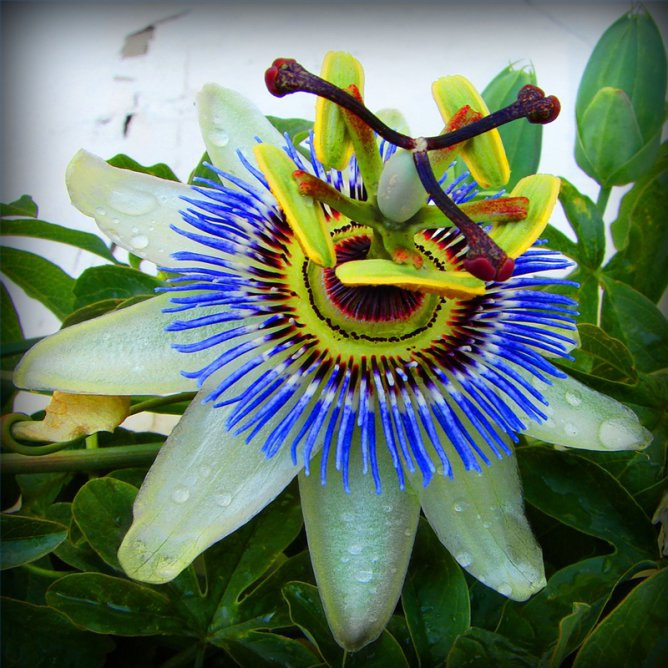 Blue Crown Passion Flower (Passiflora Caerulea) Seeds