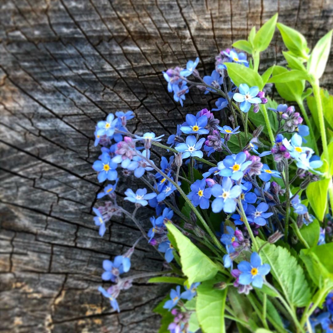 Alpine Forget Me Not Mixed Seeds - Myosotis alpestris - Biennial Flower Seeds - Organic Seeds