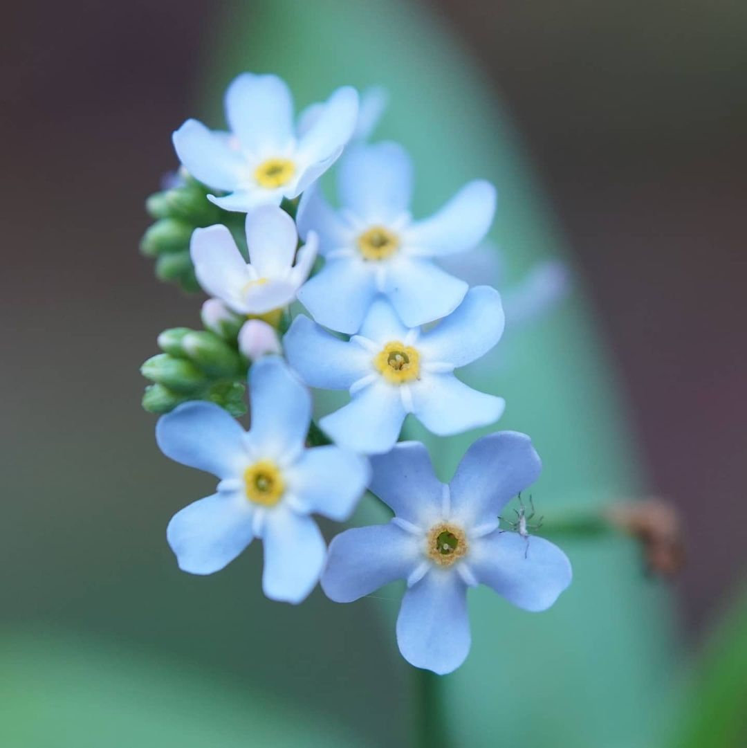 Alpine Forget Me Not Mixed Seeds - Myosotis alpestris - Biennial Flower Seeds - Organic Seeds